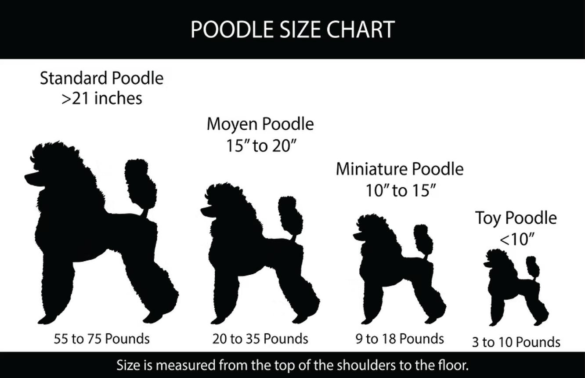 Moyen Poodle