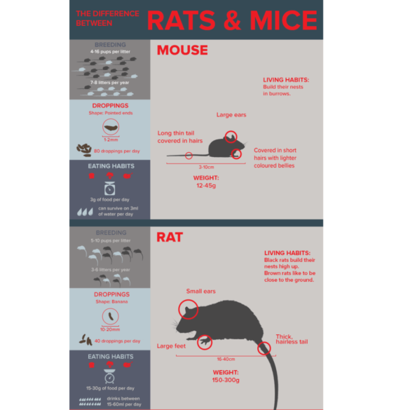 Roach Poop vs Mouse Poop